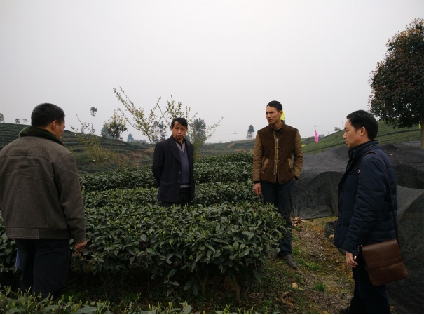 2015年新型职业农民培育跟踪服务之茶叶种植与加工专业